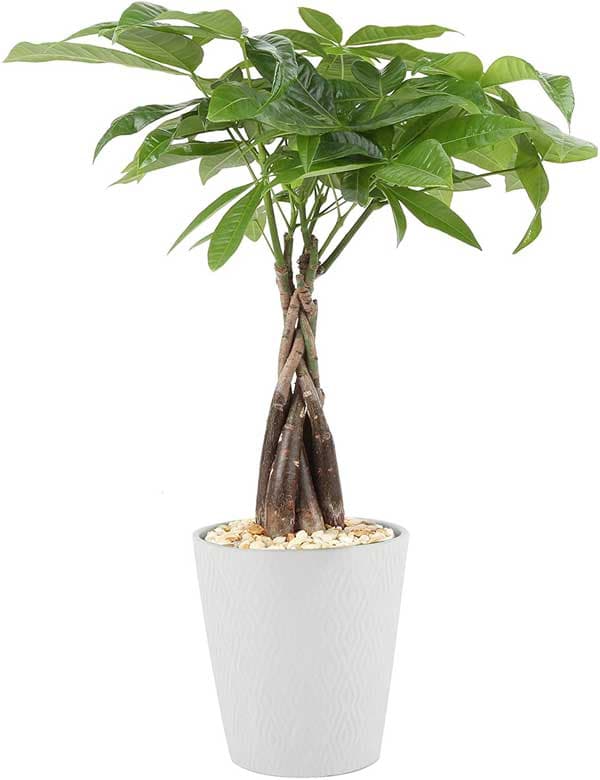 Låneförmedlare